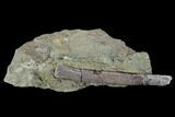 Fossil Hadrosaur Tendon In Rock - Aguja Formation, Texas #88720-3